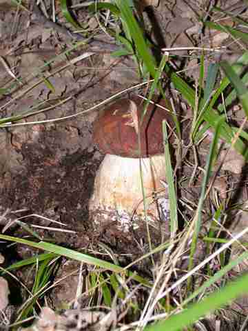  Image name: 19 Porcino.jpg 
 width: 360 pixel 
 height: 480 pixel 
 Size: 20596 bytes 
 Click to enlarge 